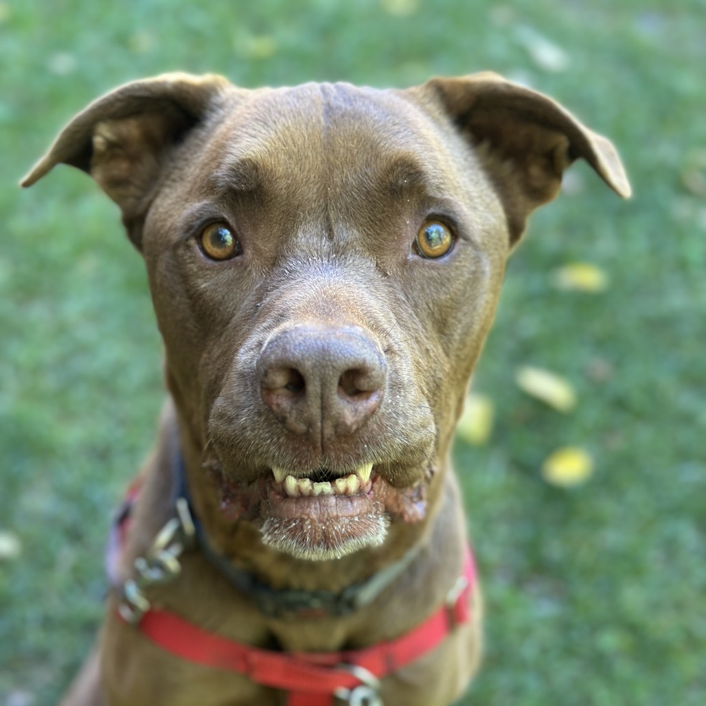 Scooby, photo 14