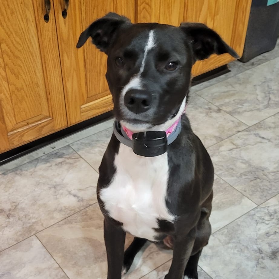 CT Basil (courtsey post - located in Amston)