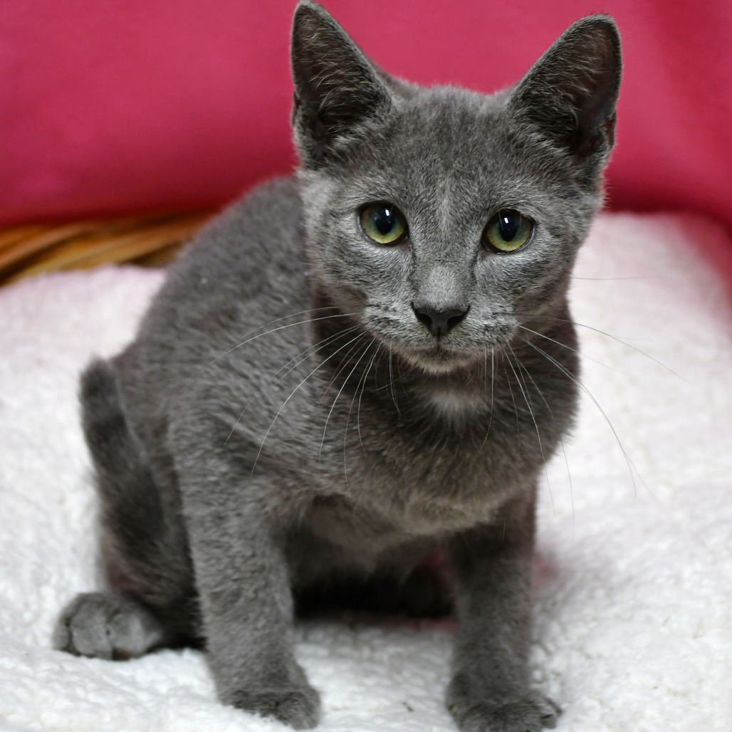 ELMER - Domestic Shorthair for adoption in Beaumont