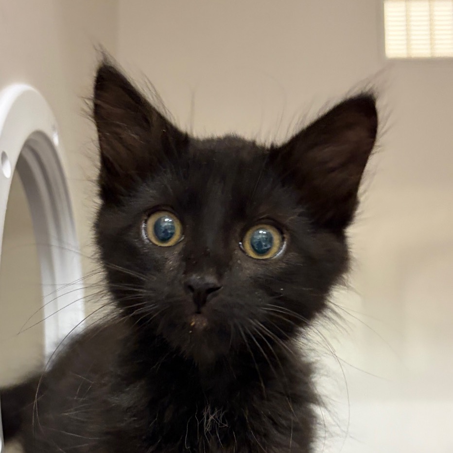 Mario - Domestic Shorthair