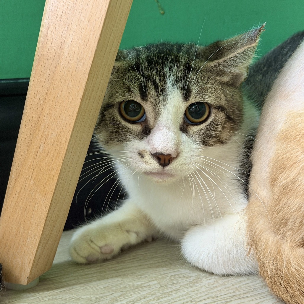 BEANIE BABY - Domestic Shorthair available for adoption