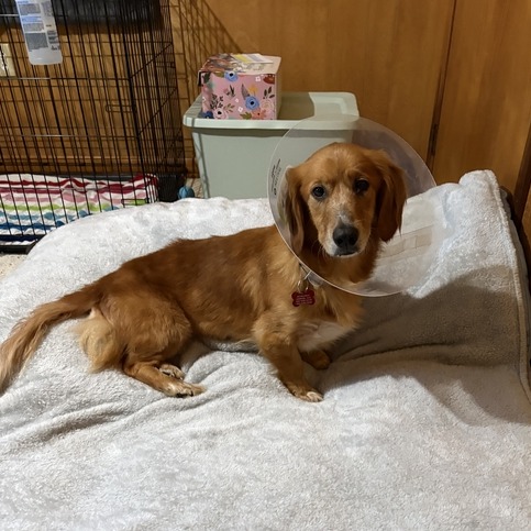 Charlie Rose, adoptable senior dog