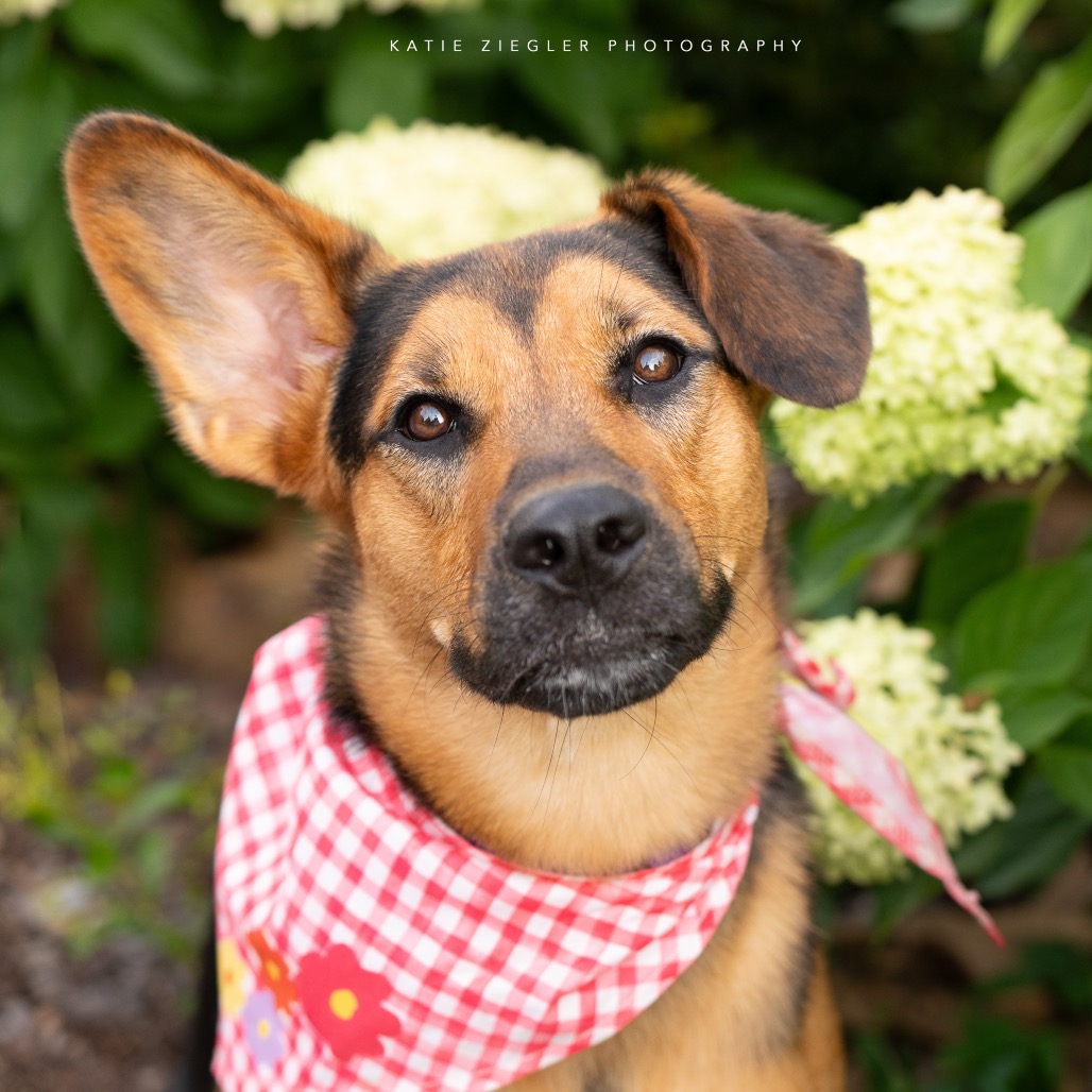 Macy, photo 5