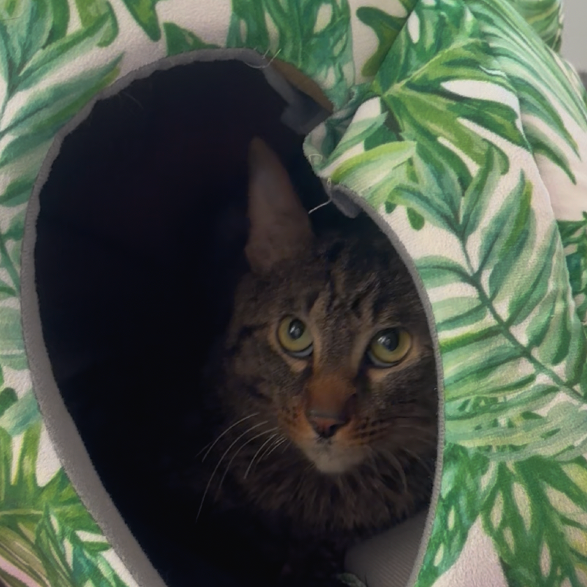 Miro — thumbnail 3