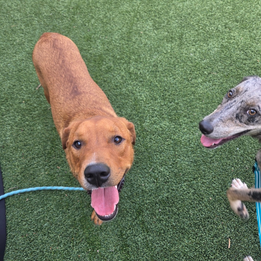 SIMBA - Shepherd, German / Mix available for adoption