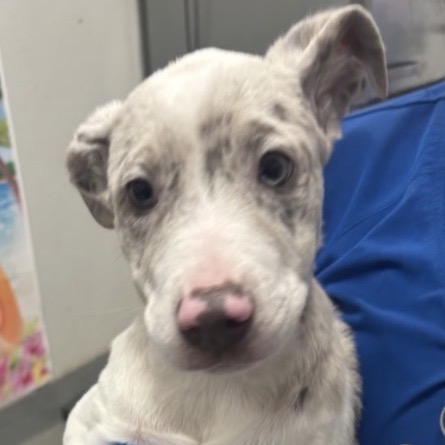 FWT DAISY (LEIA) - Cattle Dog / Australian (Blue Heeler) available for adoption