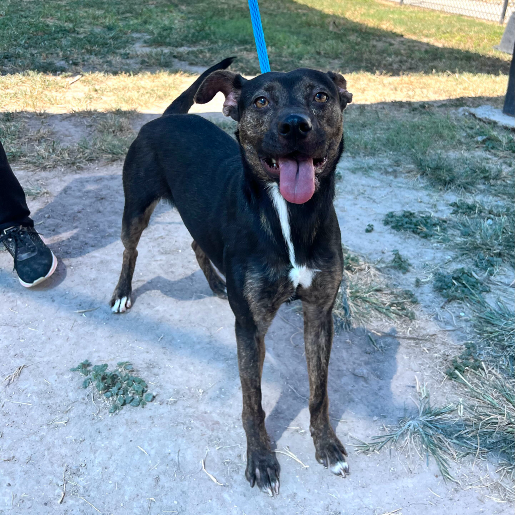 LINDA - Shepherd / Mixed Breed (Medium) available for adoption