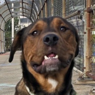 Photo of Rai-Bear 5