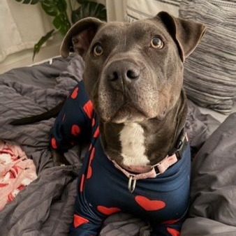 Chicharron, adoptable senior dog