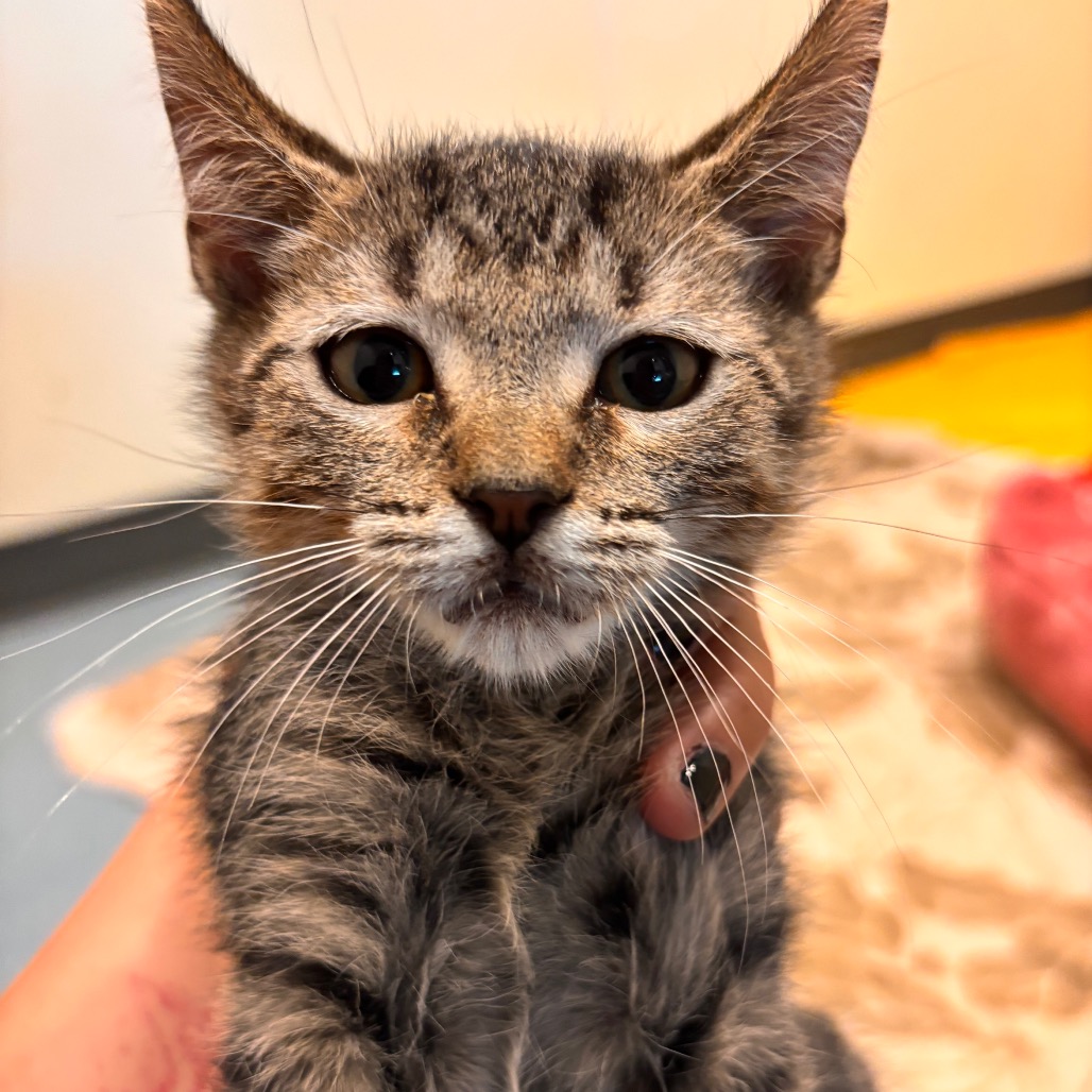 TYSON - Domestic Shorthair available for adoption