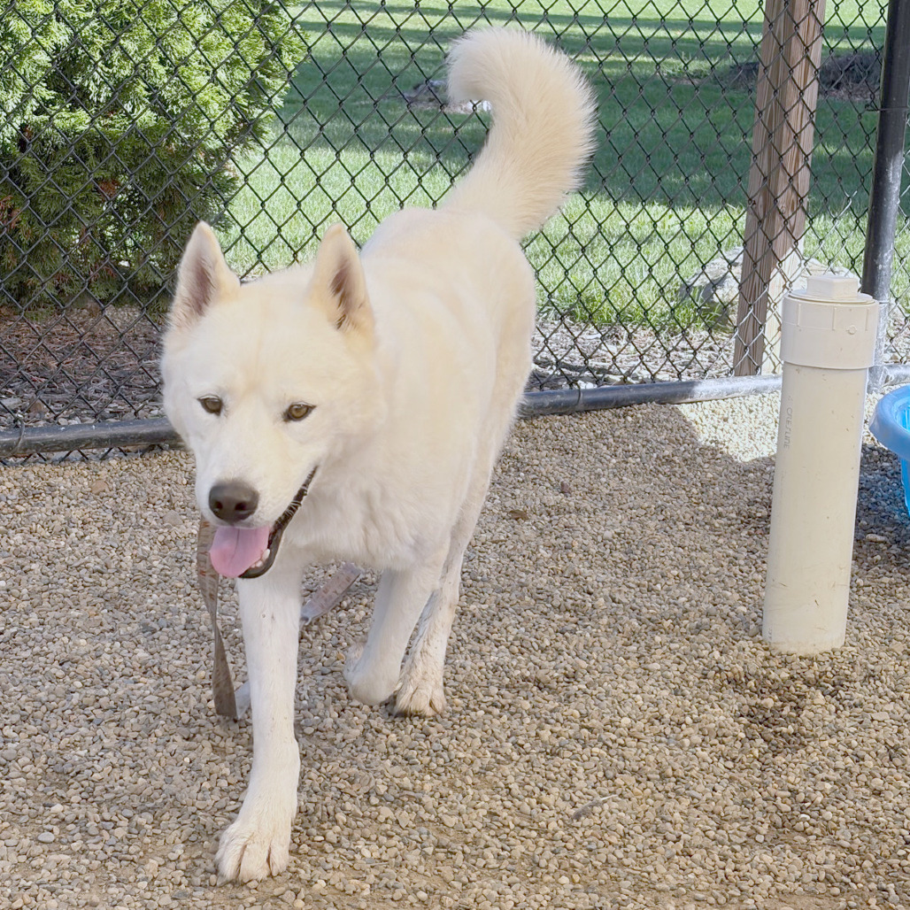 Bobo, photo 13