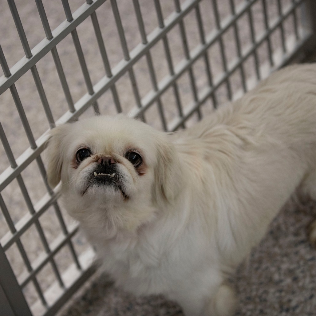 BELLE (AG26-202) - Pekingese available for adoption