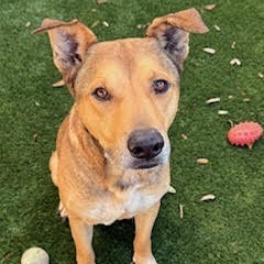 PABLO - Shepherd / Mix available for adoption