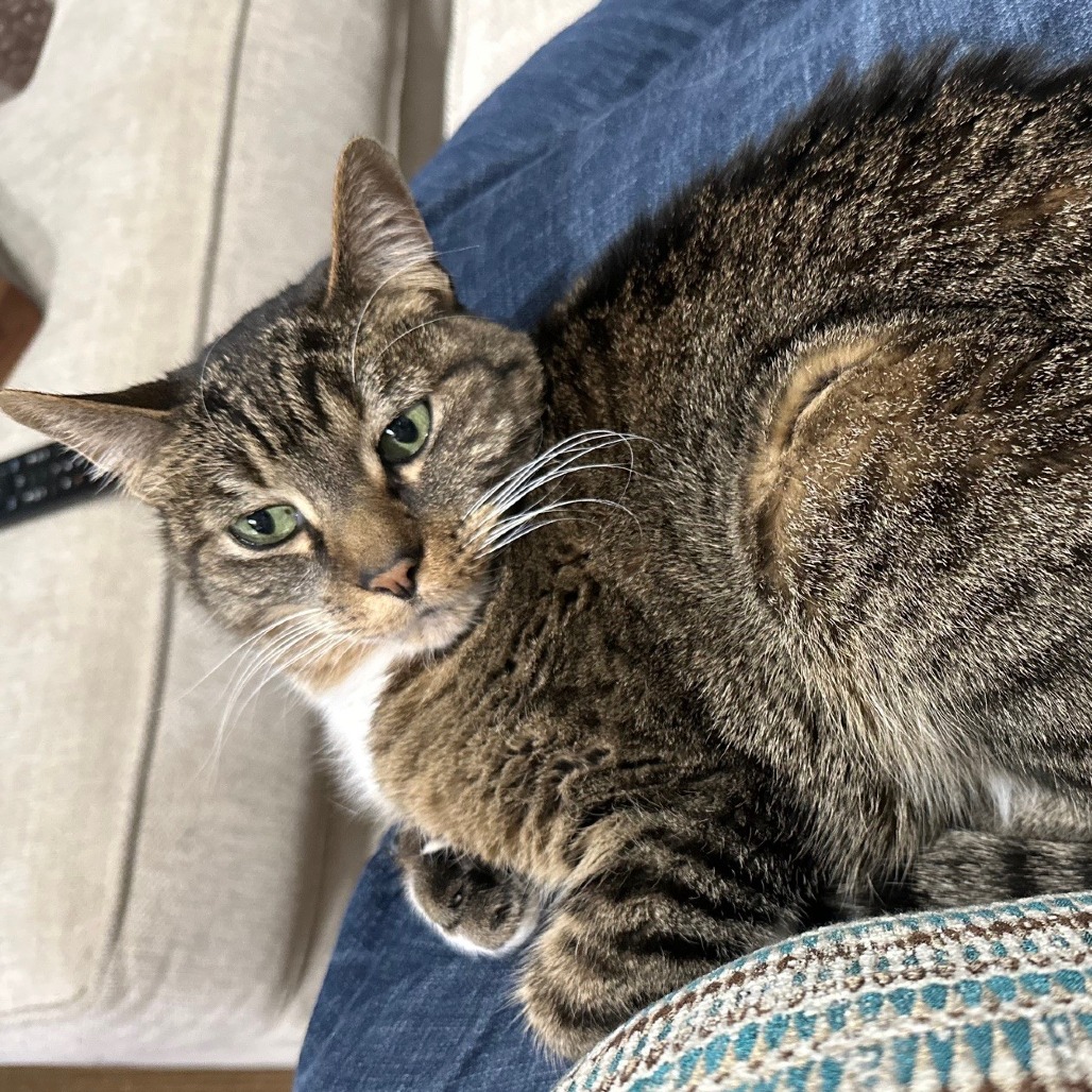 ROCKY - Domestic Shorthair available for adoption