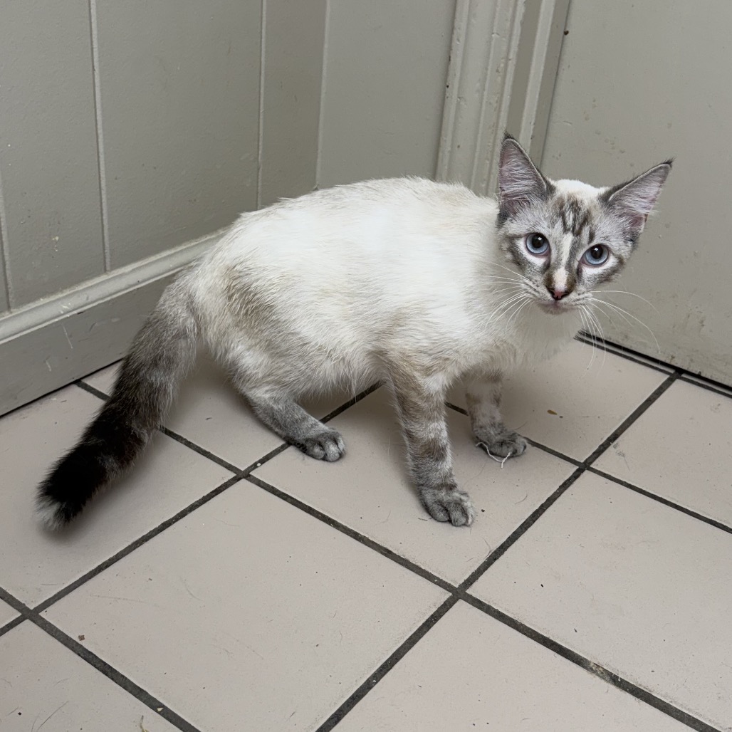 Tusc Stray 85434
