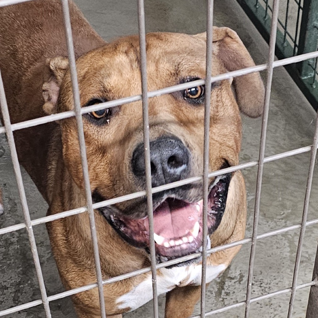 CANELO, adoptable at Endless Pawsibilities