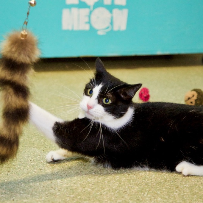 Close-up photo of Pepe Le Pew