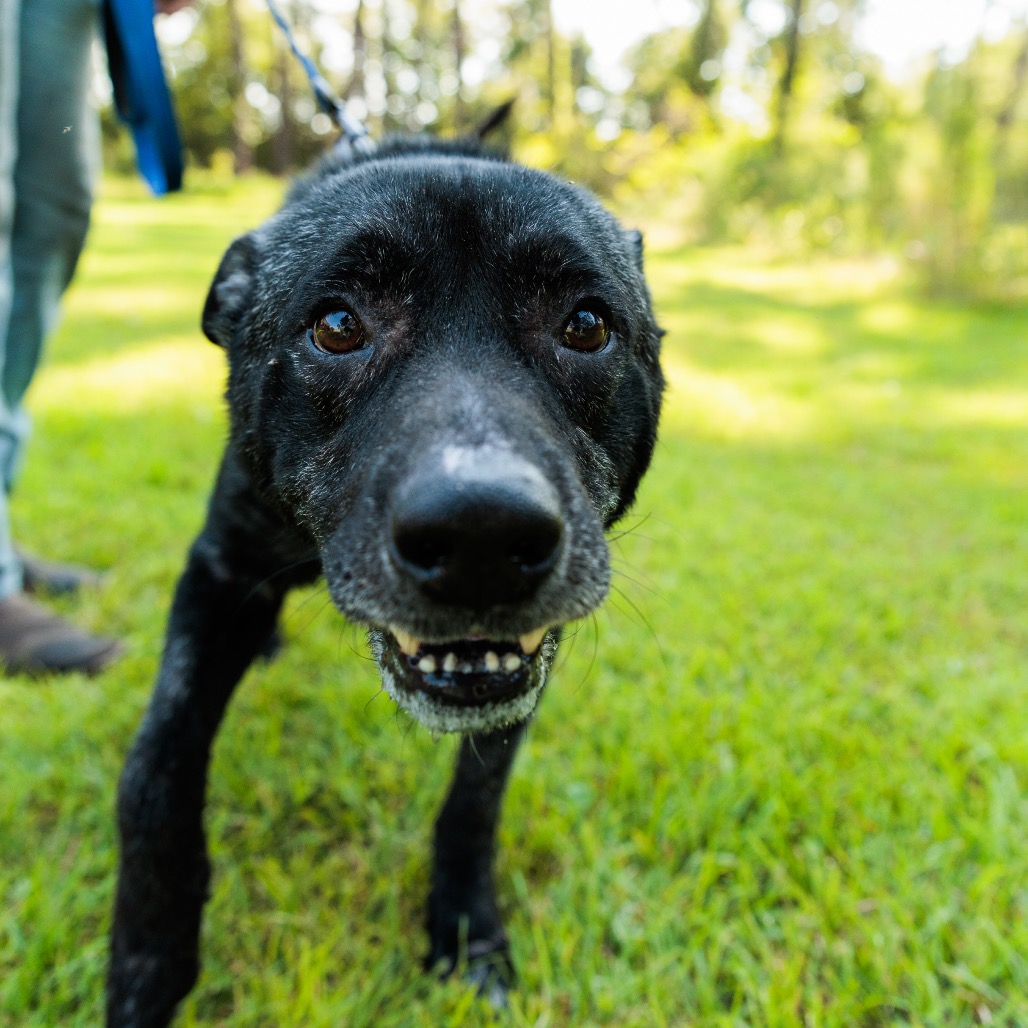 Dozer, photo 11