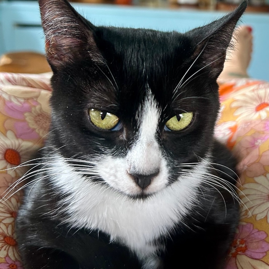 Cleo photo