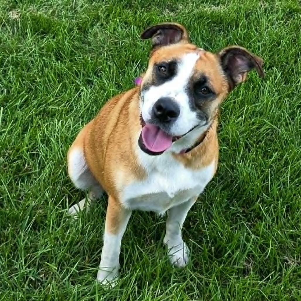 Darcy