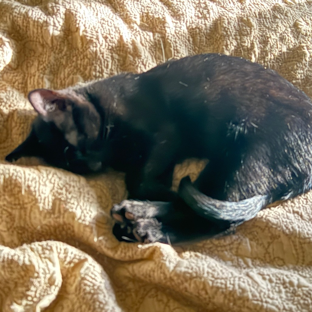 Zorro, photo 9
