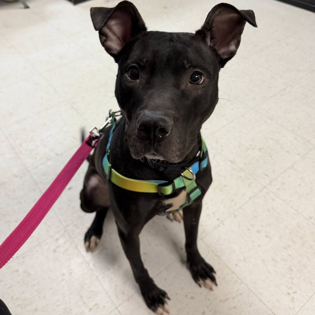 Willow — thumbnail 2