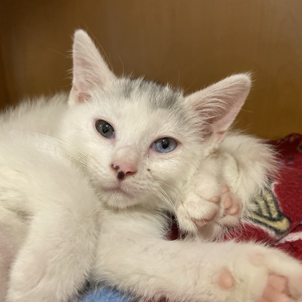 BROW - Domestic Shorthair available for adoption