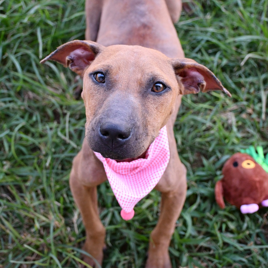 CHAI - Terrier / Pit Bull available for adoption