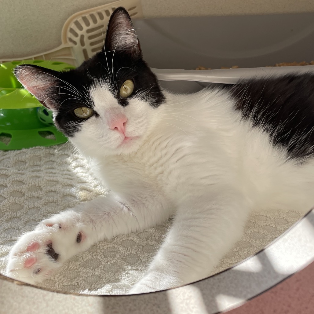 Pepper - Domestic Shorthair