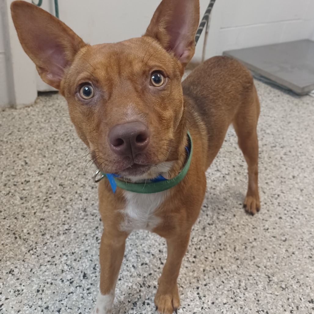 TIMMY TURNER - Kelpie, Australian / Terrier available for adoption