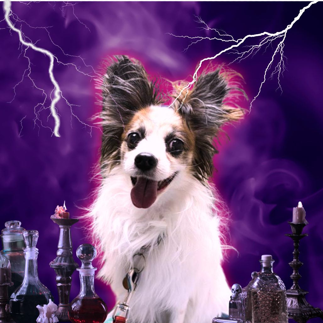 BENTLEY - Papillon available for adoption