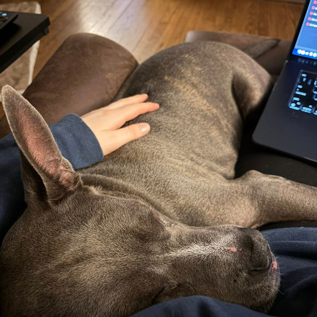 Photo of King Beetle 41