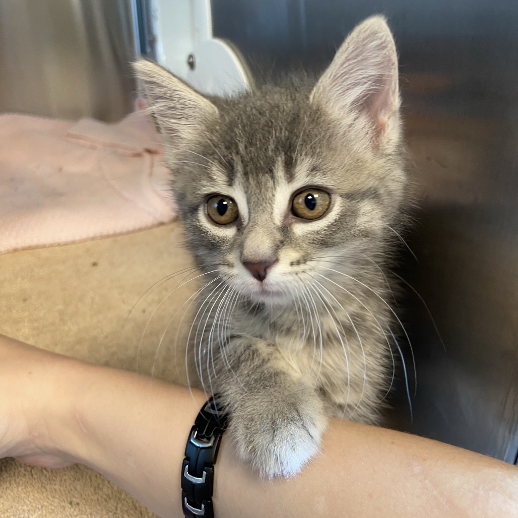 BACON - Domestic Shorthair available for adoption