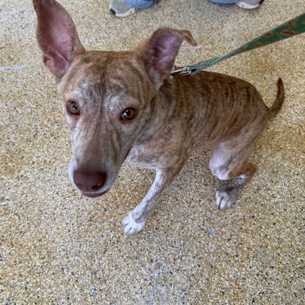 MANZANA - Mixed Breed (Medium) available for adoption