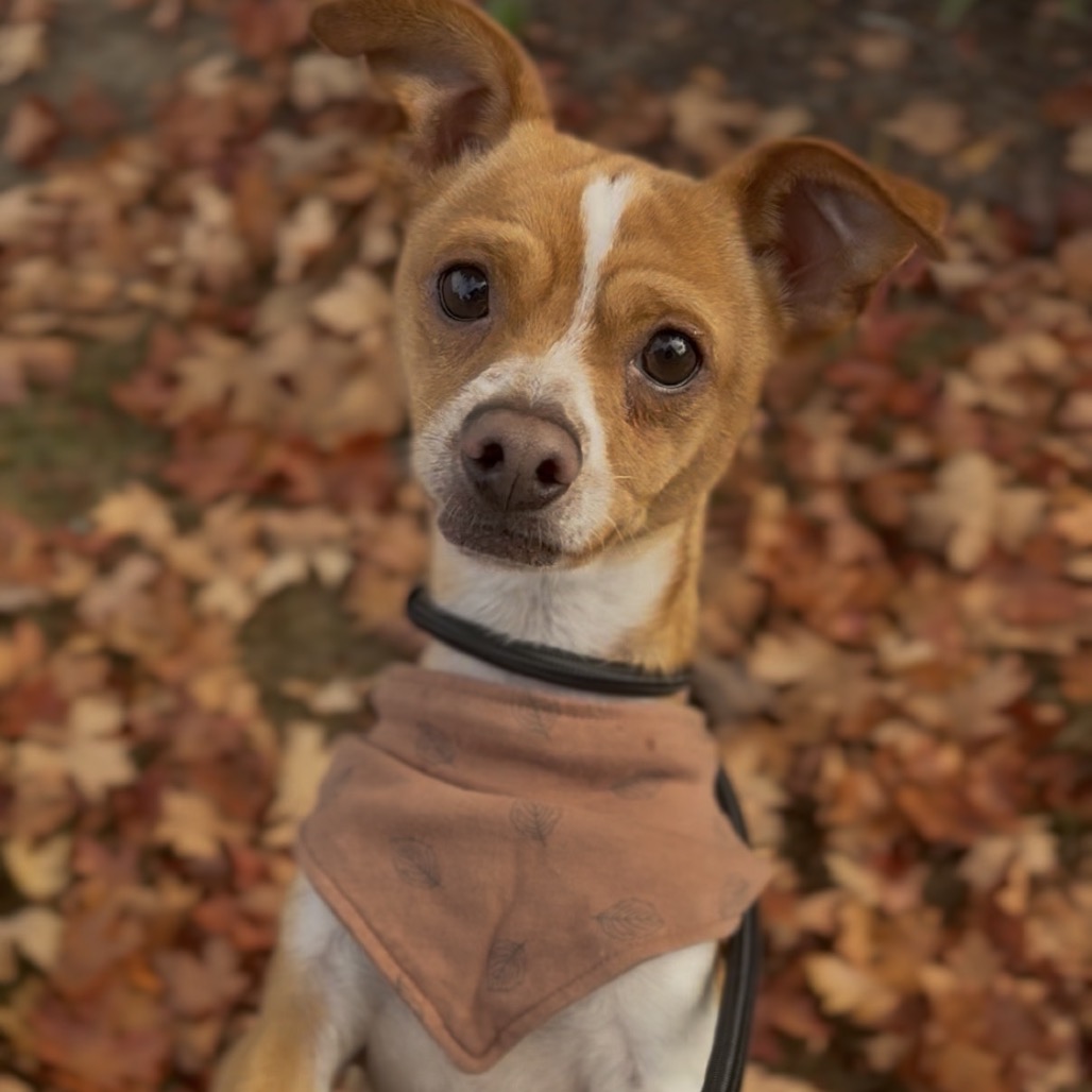Diego