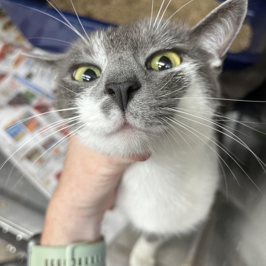 CALI - Domestic Shorthair for adoption in Chattanooga