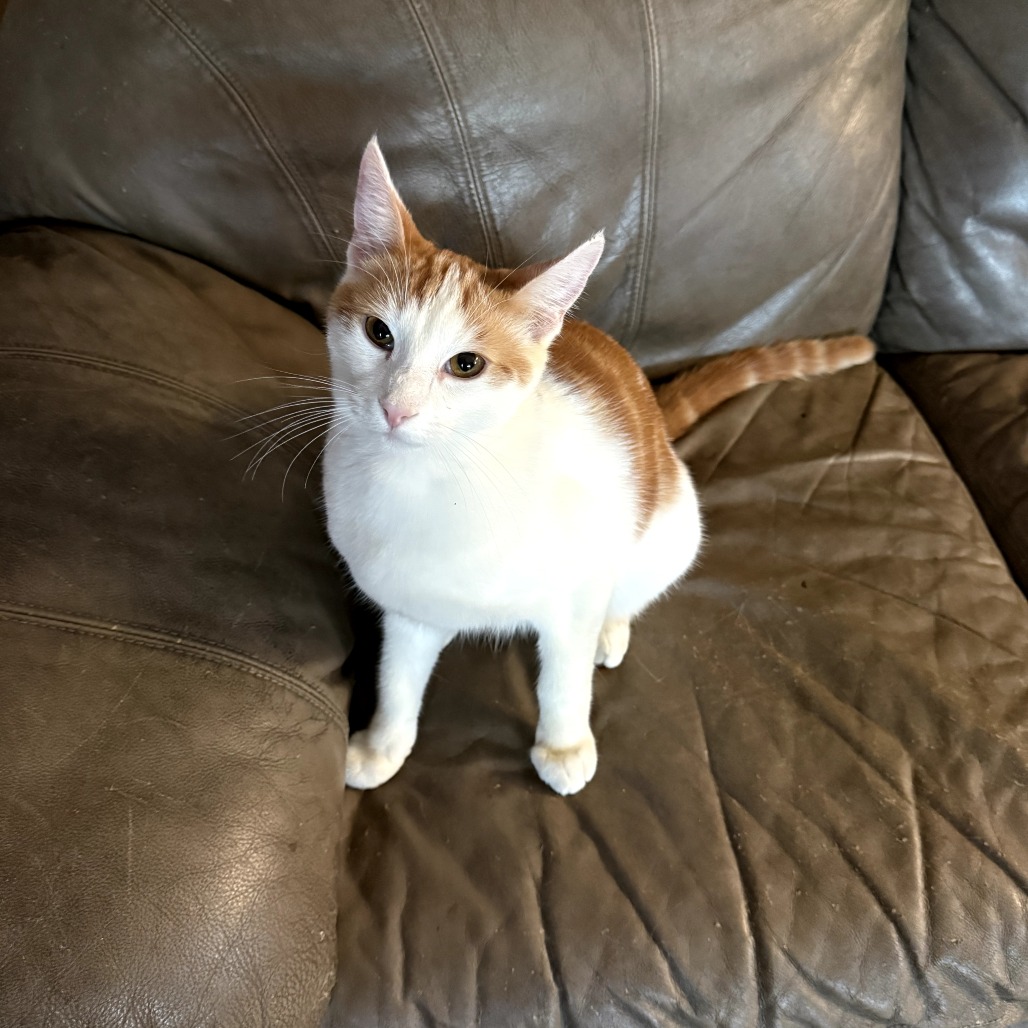 Gus Gus, photo 4