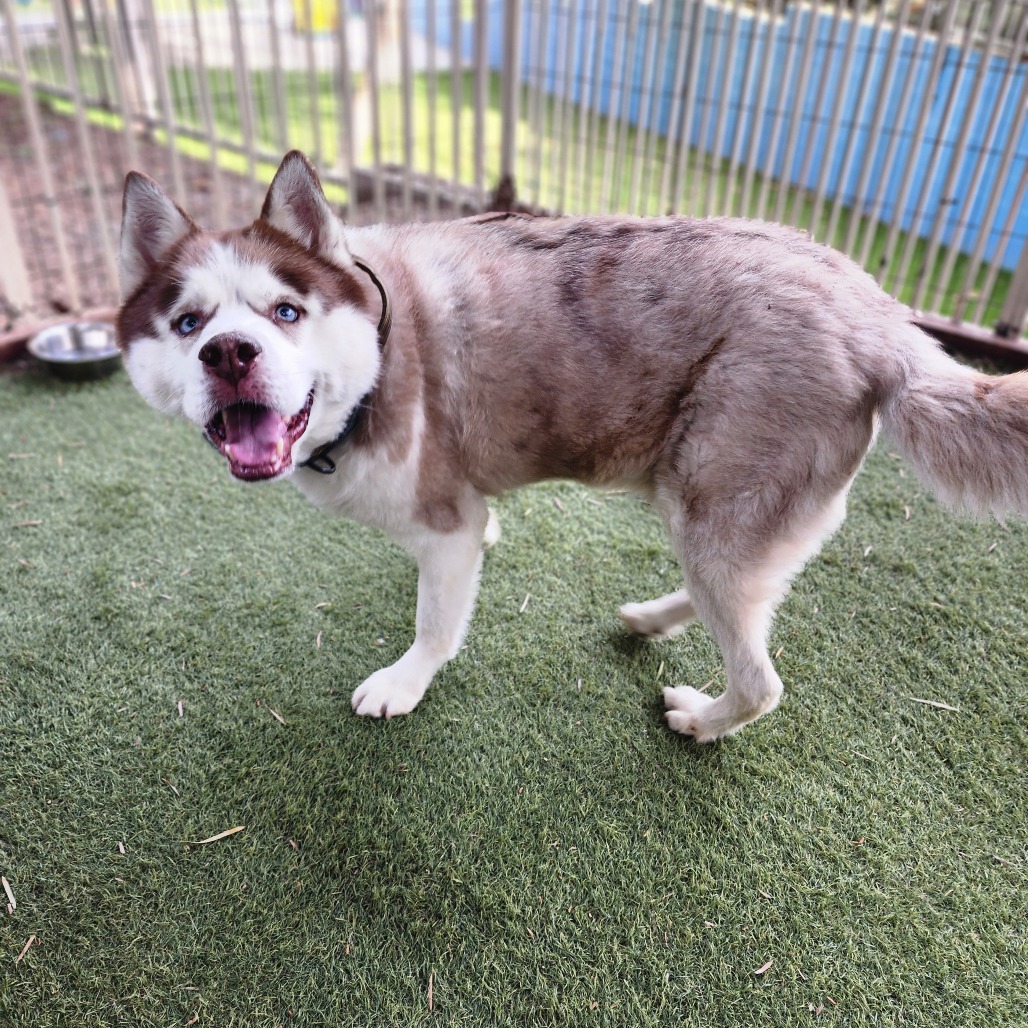 Apollo (C000-753) - Chino Hills Location, photo 7