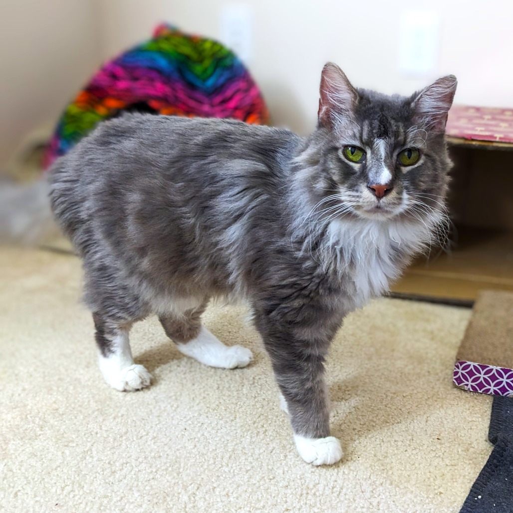 Sunflower — thumbnail 3