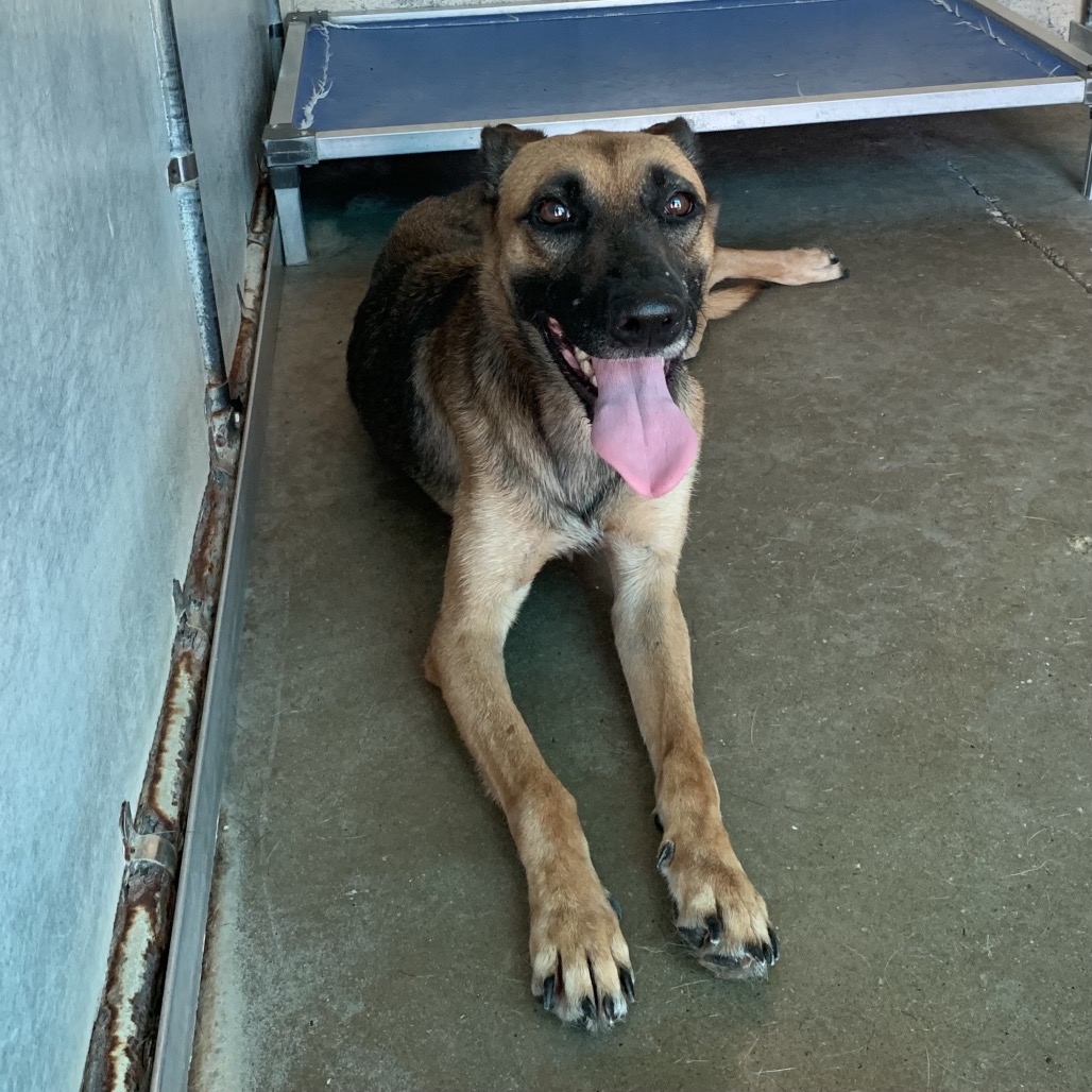 SHAI - Malinois / Belgian available for adoption