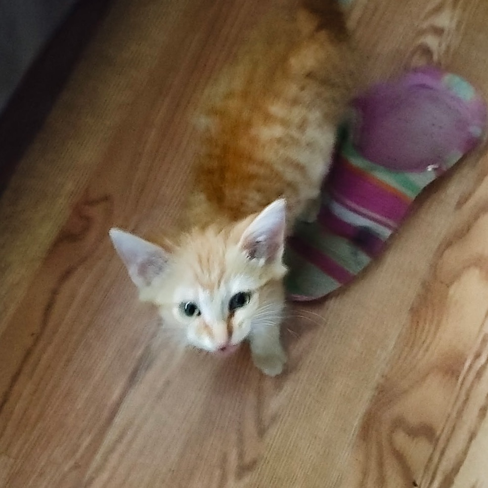 Beau