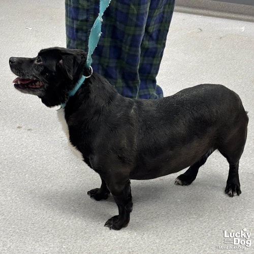ECLIPSE - Chihuahua / Terrier available for adoption