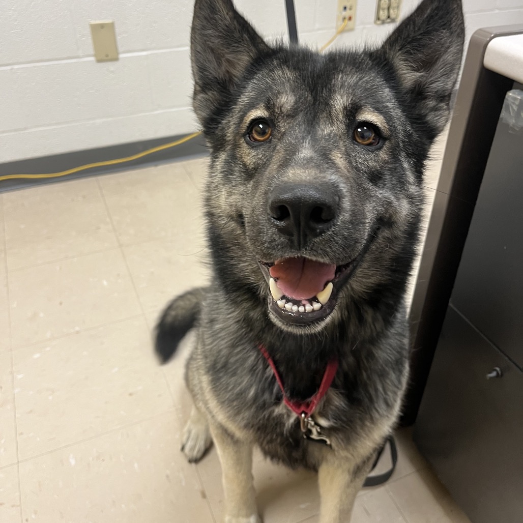 Photo of PGH-Stray-120004