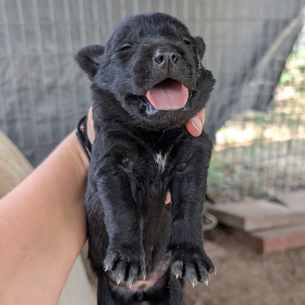 ARIANA - Collie, Border / Shepherd available for adoption