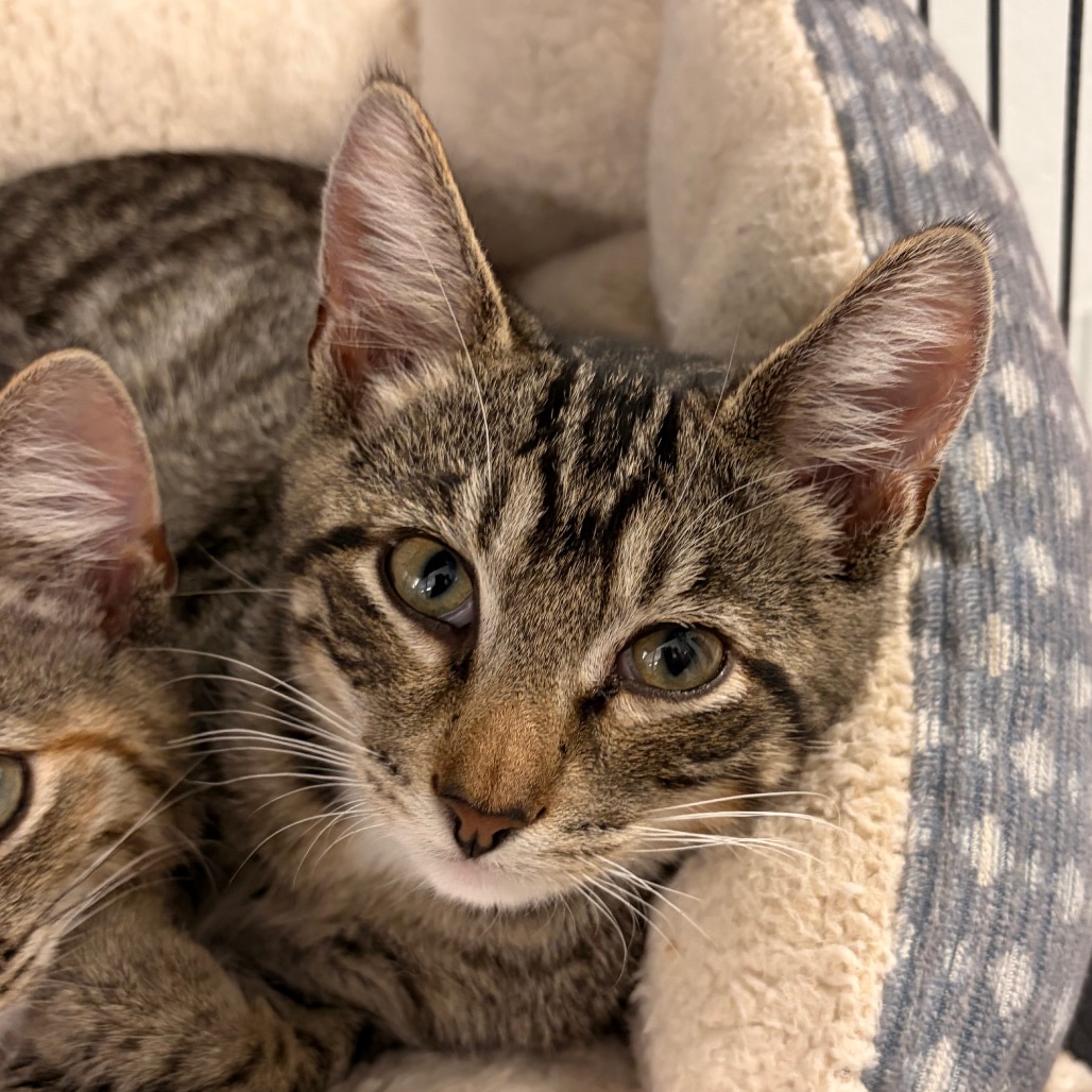 BILL - Domestic Shorthair available for adoption