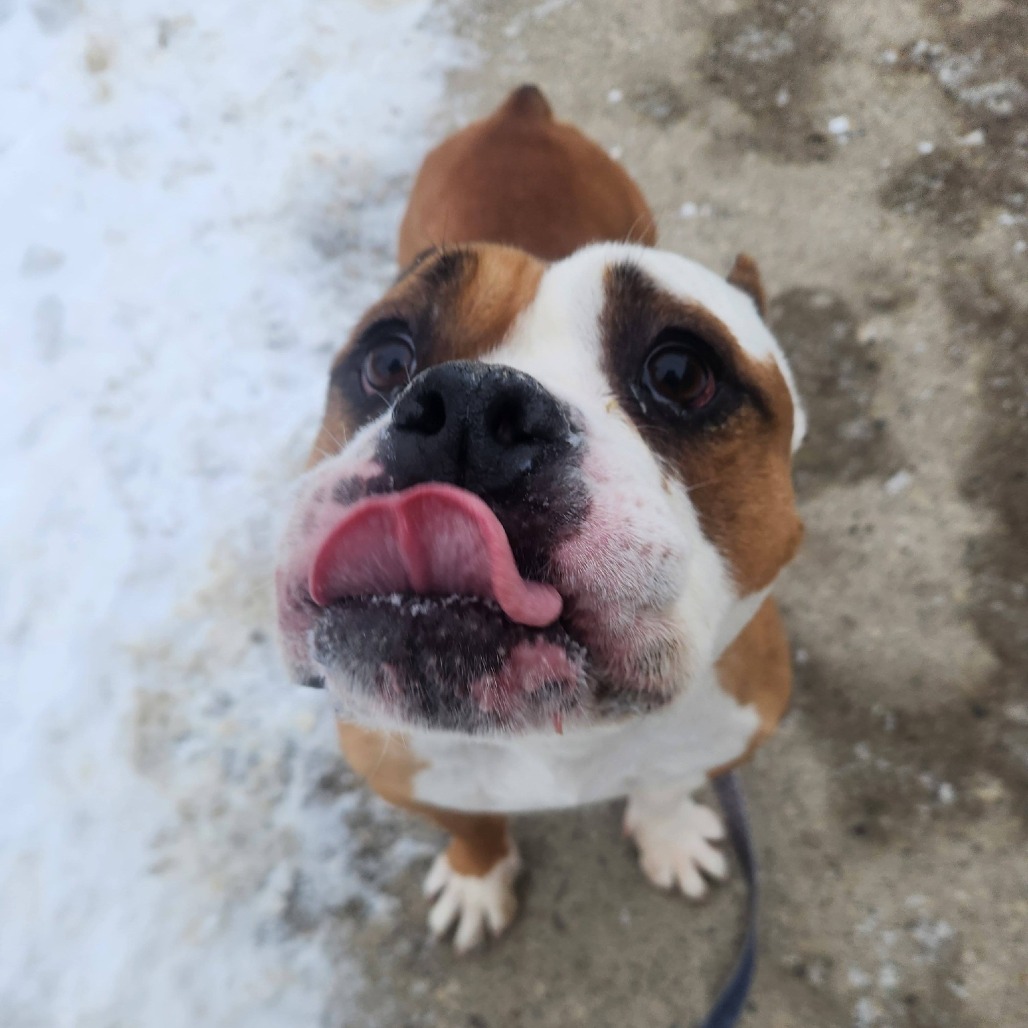 Duke — thumbnail 2