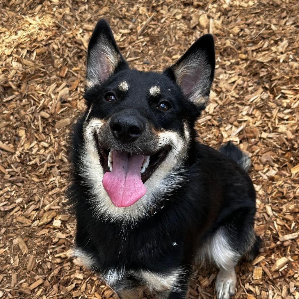 Mixed Breed
