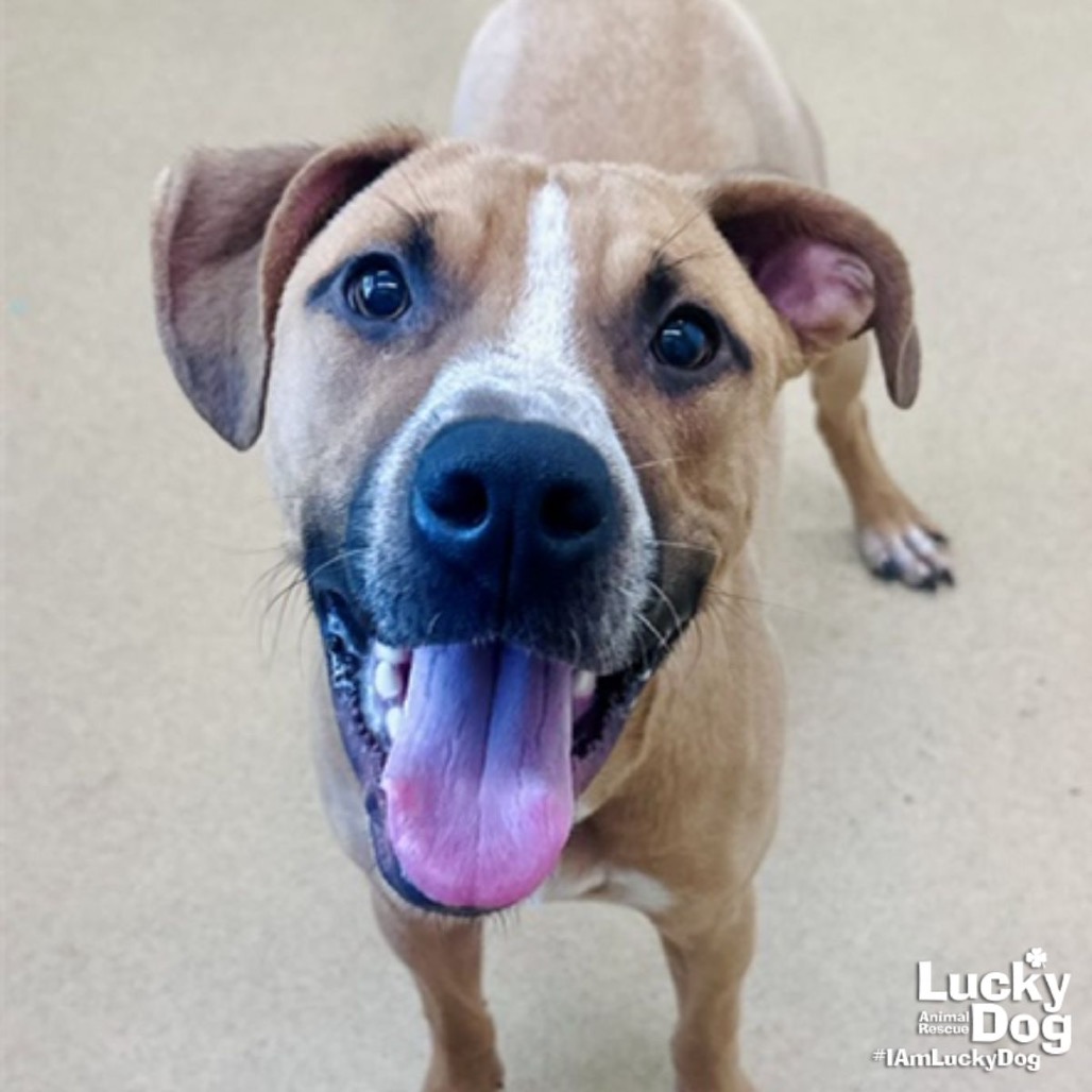 PERRY STOKELY - Retriever, Labrador / Terrier available for adoption