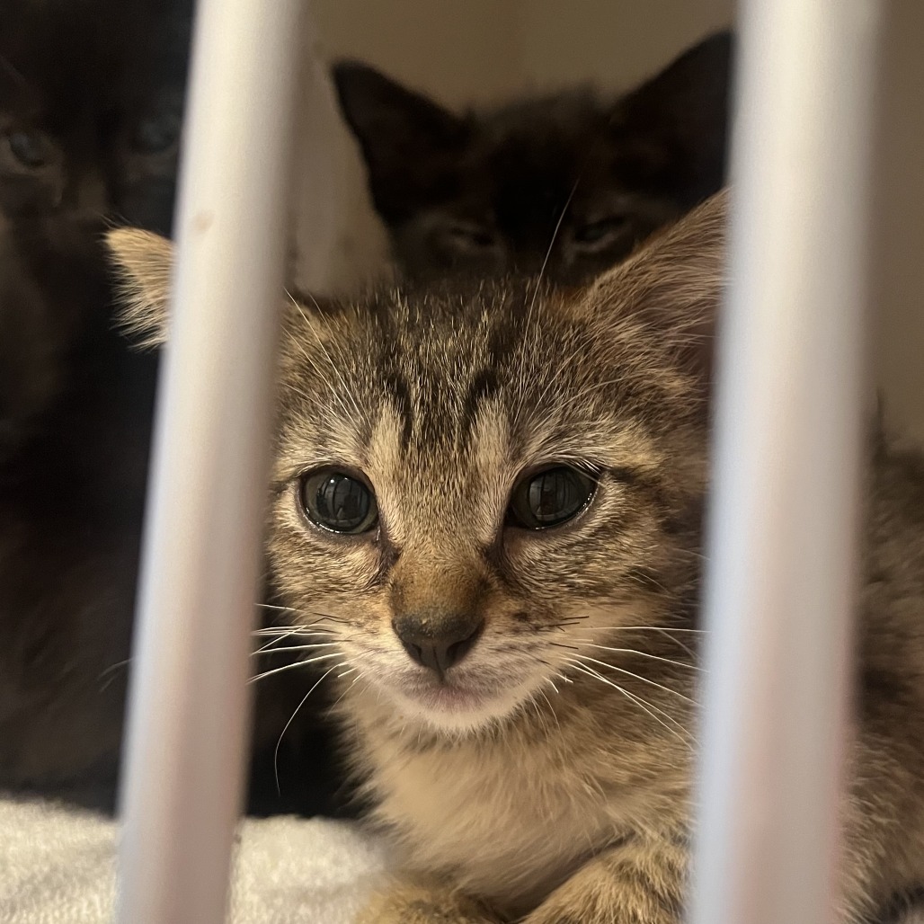 GODIVA - Domestic Shorthair available for adoption