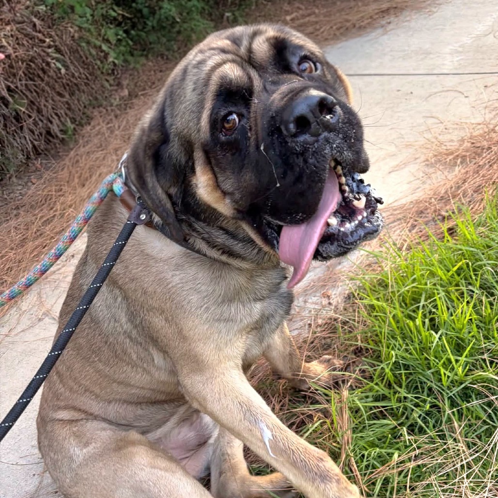 Leo - Chino Hills Location, photo 7